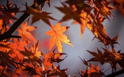 Tendencias otoño – invierno 2016